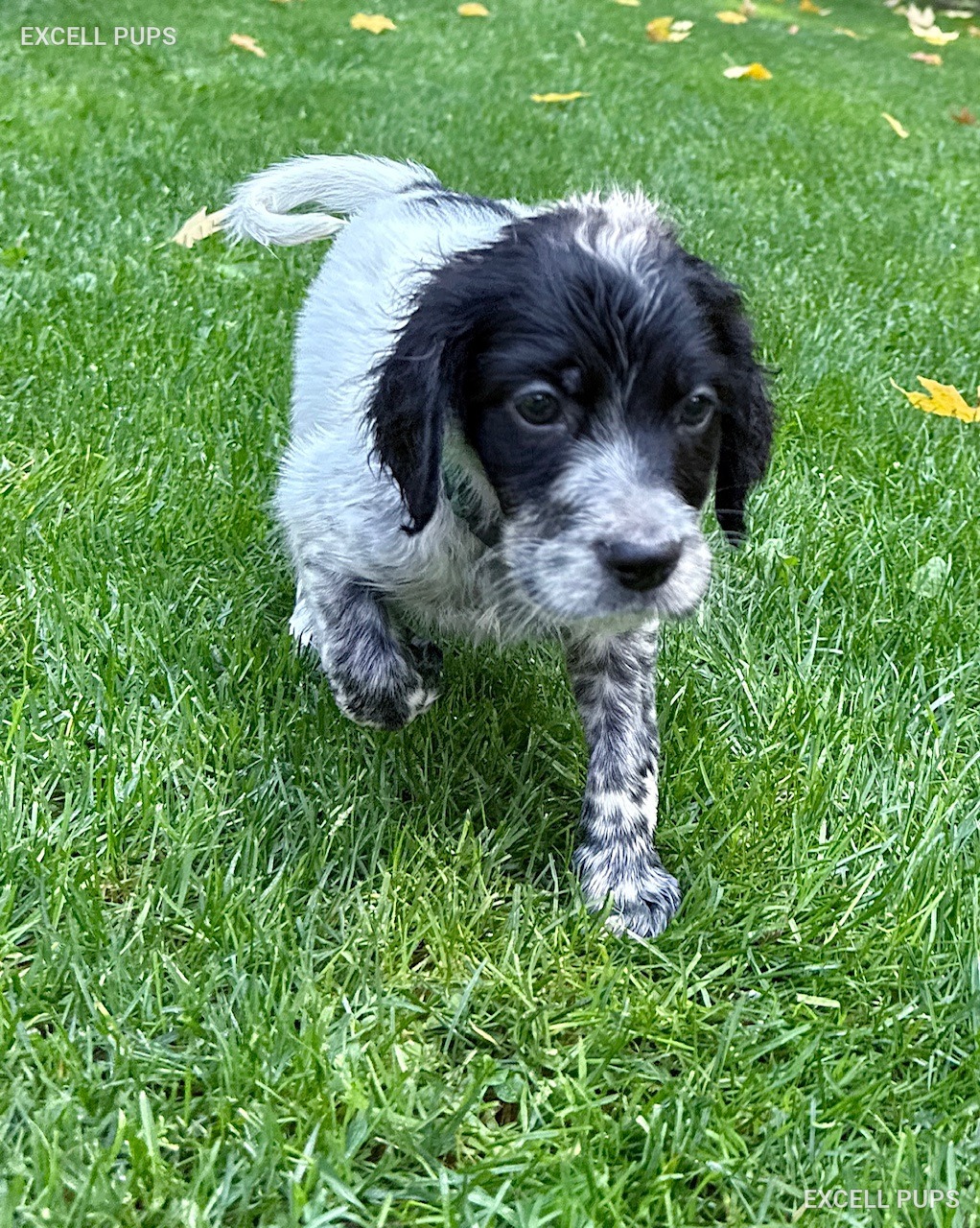 Fritz - English Setter puppy